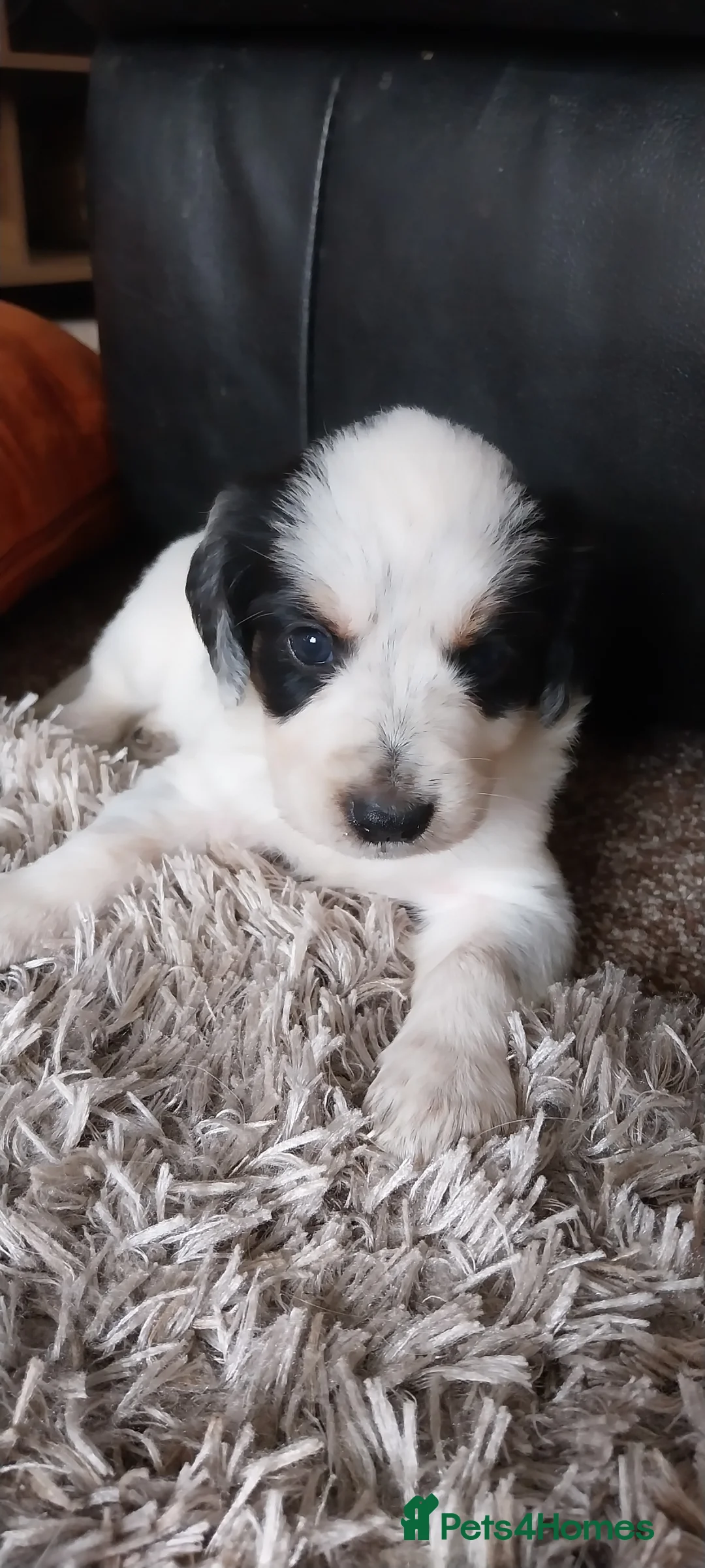 Mixed Breed dogs for sale: Border Collie/Cocker Spaniel  - Advert 2