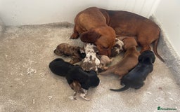 Miniature Dachshund dogs for sale: Stunning miniature type Dachunds  - Image 5