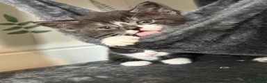 Domestic Shorthair Kitten 1