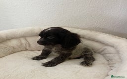 Cocker Spaniel dogs for sale: KC Show Chocolate Roan Boy! - ready 5th October!! - Image 31
