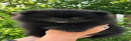 Pomeranian dogs for sale: Beautiful KC Registered Pomeranian Puppies - Advert 5