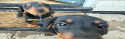 Miniature Dachshund dogs for sale: Beautiful miniature dachshund puppies - Advert 14