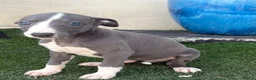 Whippet dogs for sale: Beautiful whippet puppies  - Advert 12