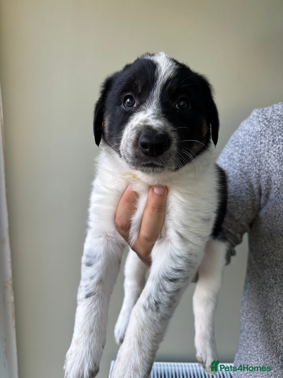 Border Collie dogs for sale: Unique Tri colour and piebald Border Collies  - Image 8