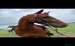 Riding pony horses for sale: Stunning show pony  - Image 2