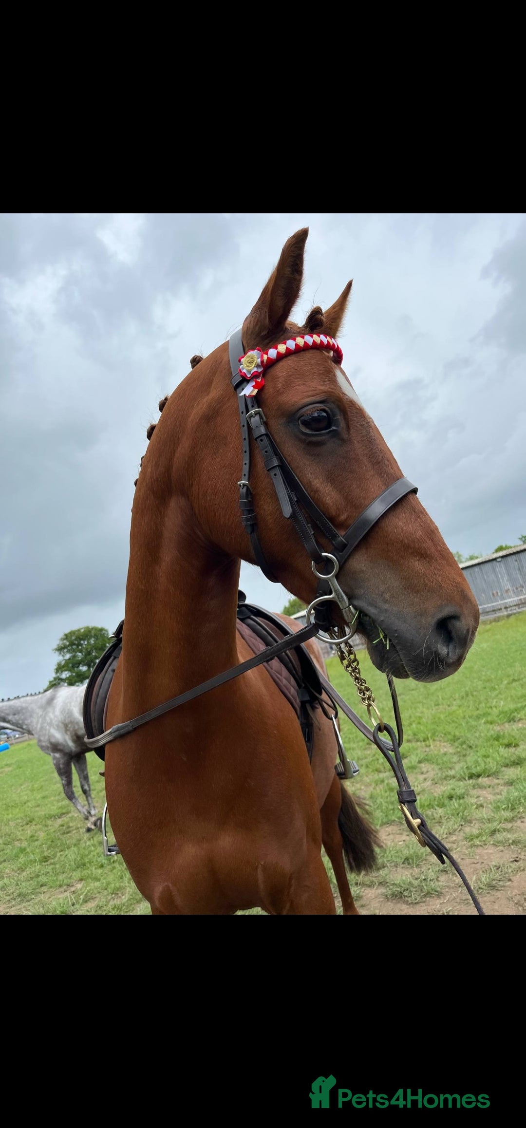 Riding pony horses for sale: Stunning show pony  - Image 2