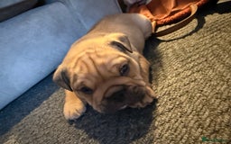 English Bulldog dogs for sale: Traditional English Bulldog Puppies  - Image 16