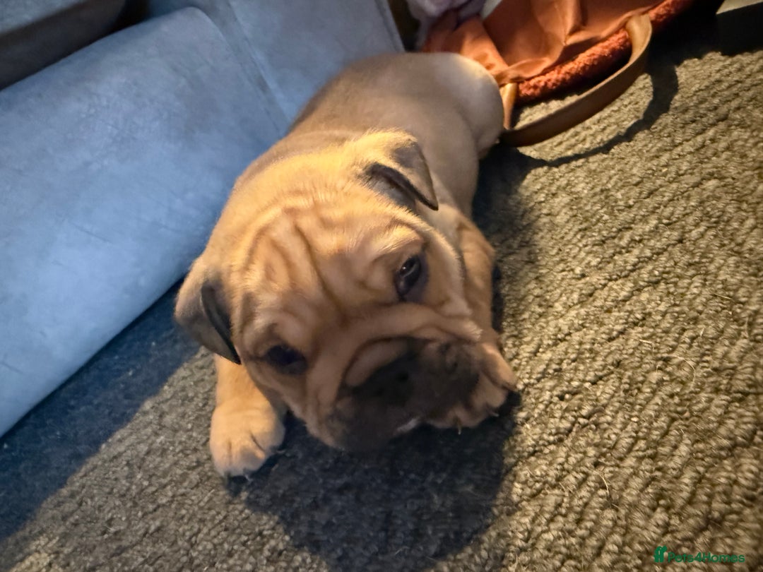 English Bulldog dogs for sale: Traditional English Bulldog Puppies  - Image 16