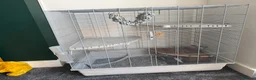 Rat rodents for sale: Two tame male rats and full setup in Walton on the Naze - Advert 5