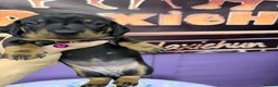 Dachshund dogs for sale: 3 adorable standard dachshund girls available  - Advert 13