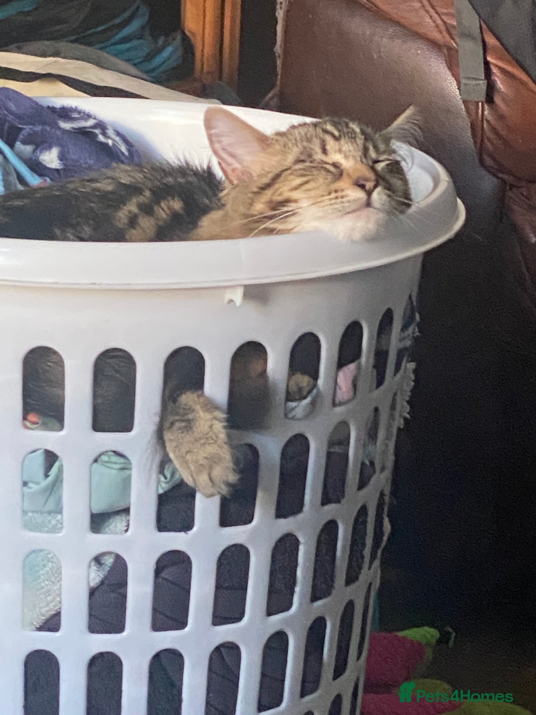 Maine Coon cats for sale: Princess looking for her forever home.  - Image 6