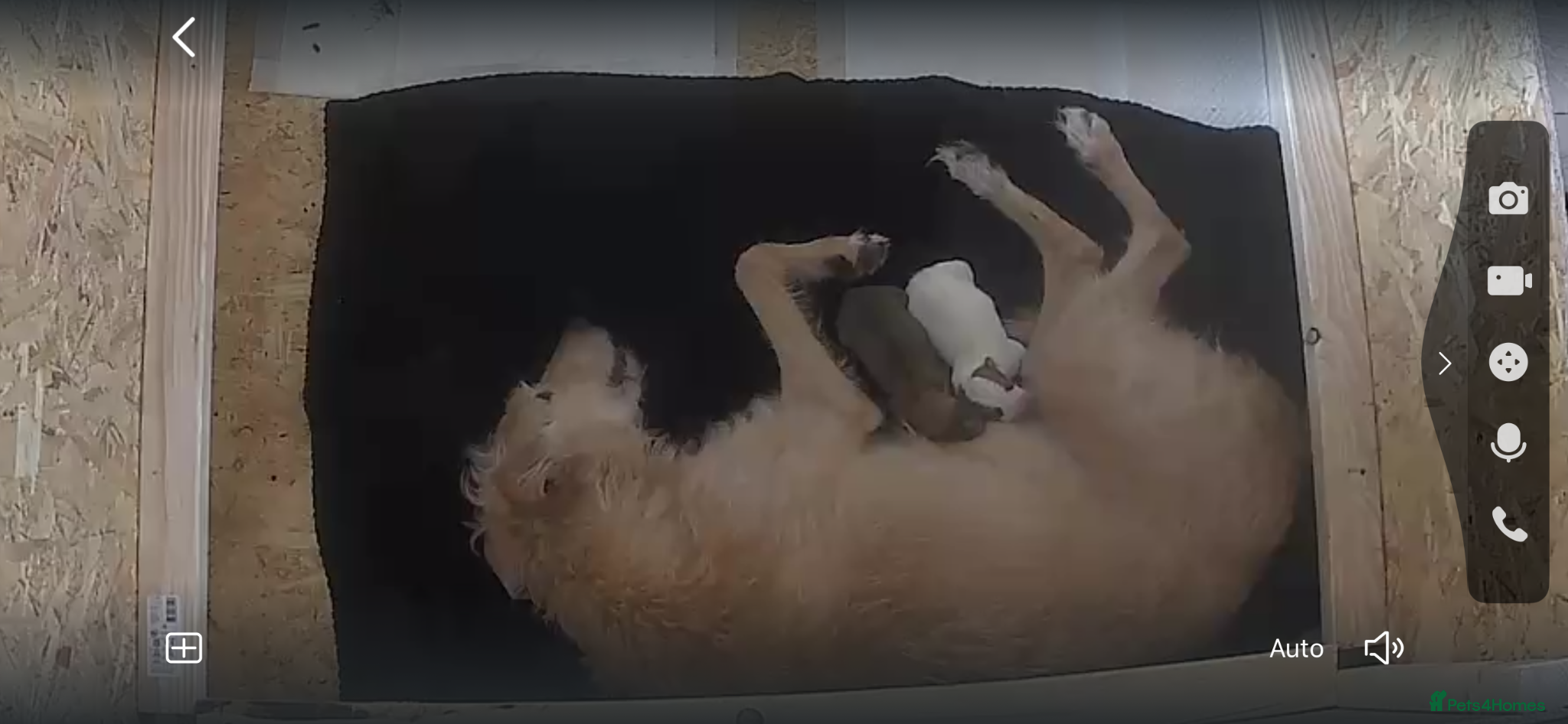 Lurcher dogs Lurcher pups x2 males - Advert 2