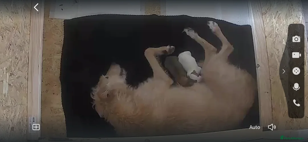 Lurcher dogs for sale: Lurcher pups x2 males - Advert 1