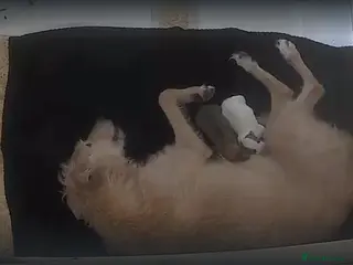 Lurcher dogs Lurcher pups x2 males - Advert 7