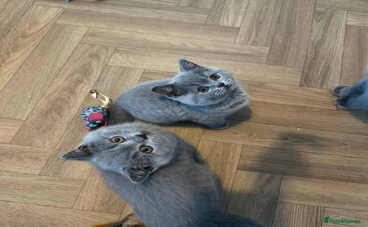 British Shorthair cats in Walsall - Advert 10