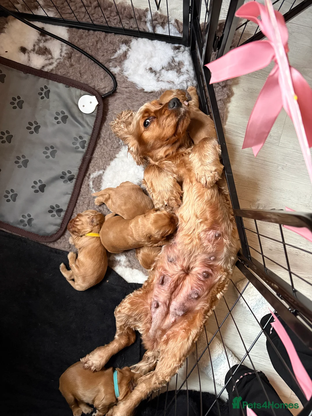 Cocker Spaniel dogs for sale: Show type cocker spaniels - Advert 7