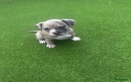 Mixed Breed dogs for sale: Staffordshire bull terrier x French bulldog Merle  - Image 4