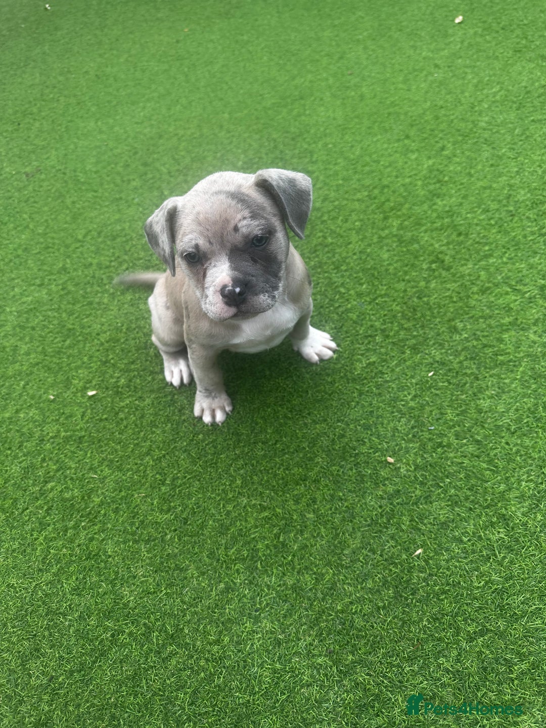 Mixed Breed dogs for sale: Staffordshire bull terrier x French bulldog Merle  - Image 4