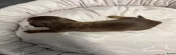 Miniature Dachshund dogs for sale: Long haired dachshund puppies - Advert 10
