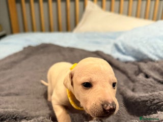 Whippet dogs 6 female 3 week old pups - Advert 7