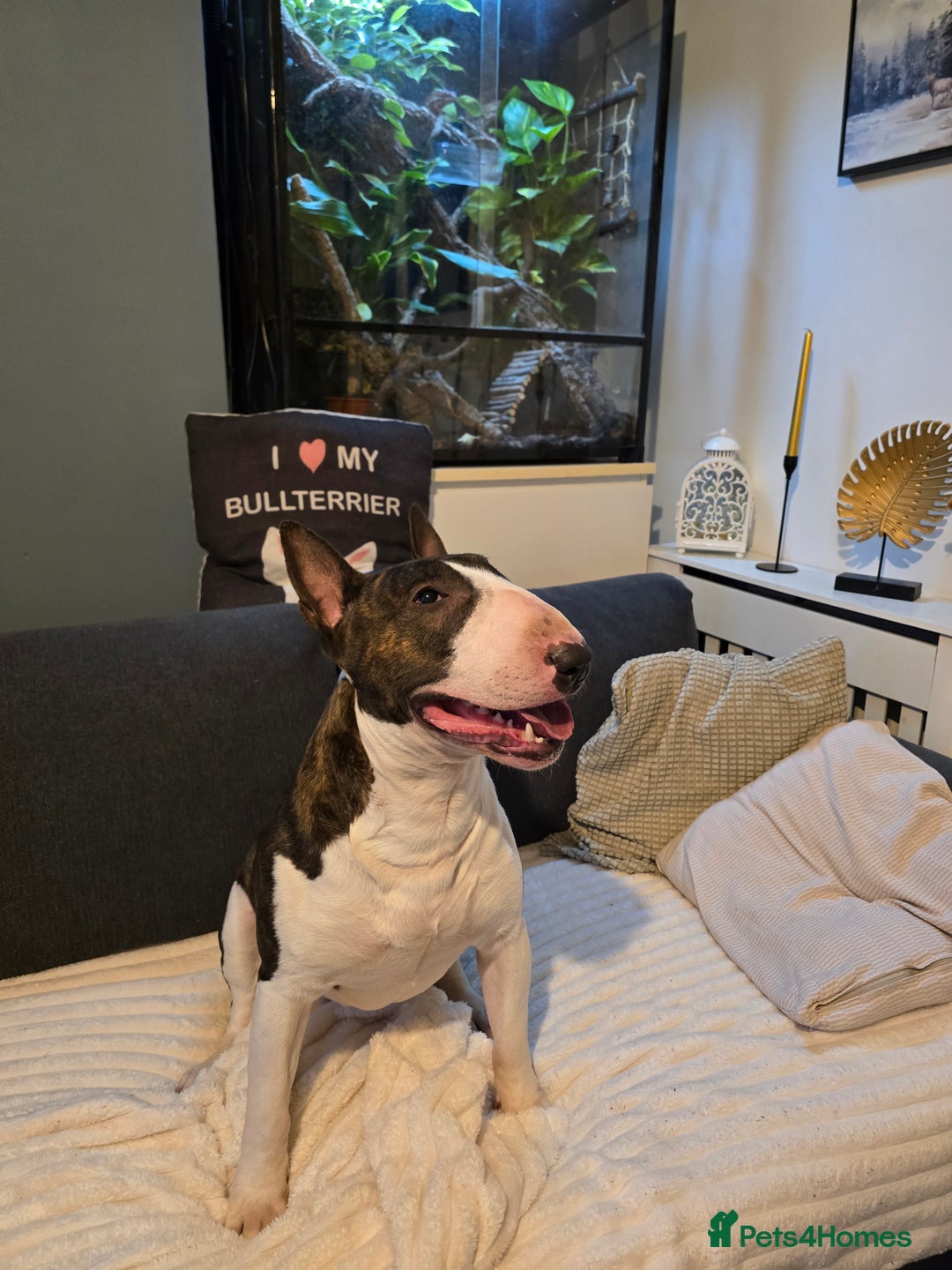 English Bull Terrier dogs for stud: TOP PEDIGREE IN UK, CRUFTS QUALIFIER, CHAMP FAMILY - Advert 5