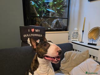 English Bull Terrier dogs TOP PEDIGREE IN UK, CRUFTS QUALIFIER, CHAMP FAMILY - Advert 1