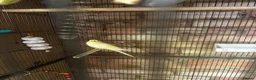 Budgerigars birds for sale: 5 beautiful baby budgies with a cage  - Advert 13