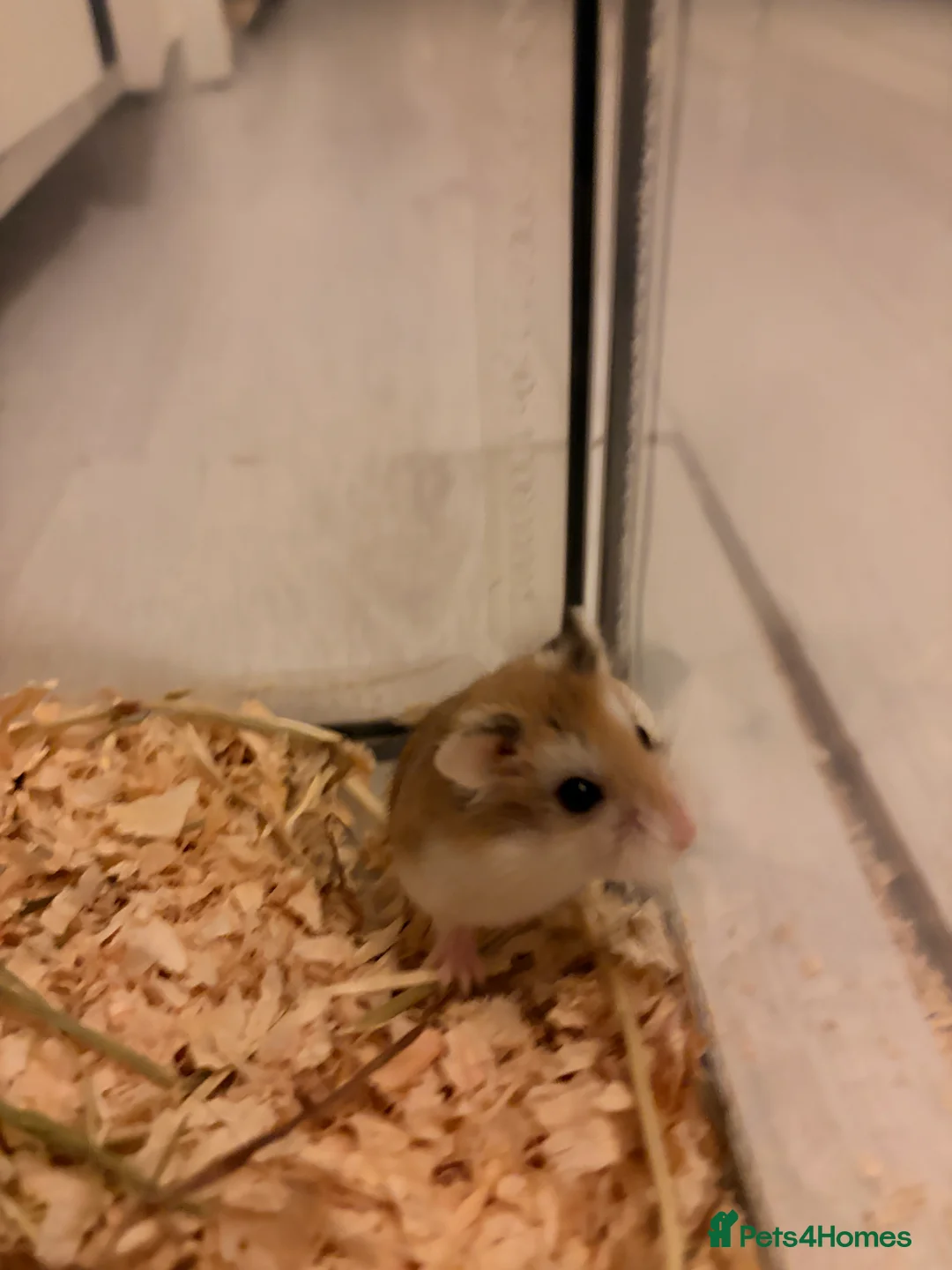 Hamster rodents for sale: Young, cute Roborovski dwarf hamster - Advert 3