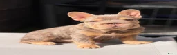 French Bulldog dogs for sale: KC reg Isabella & Tan female French Bulldog  - Advert 1