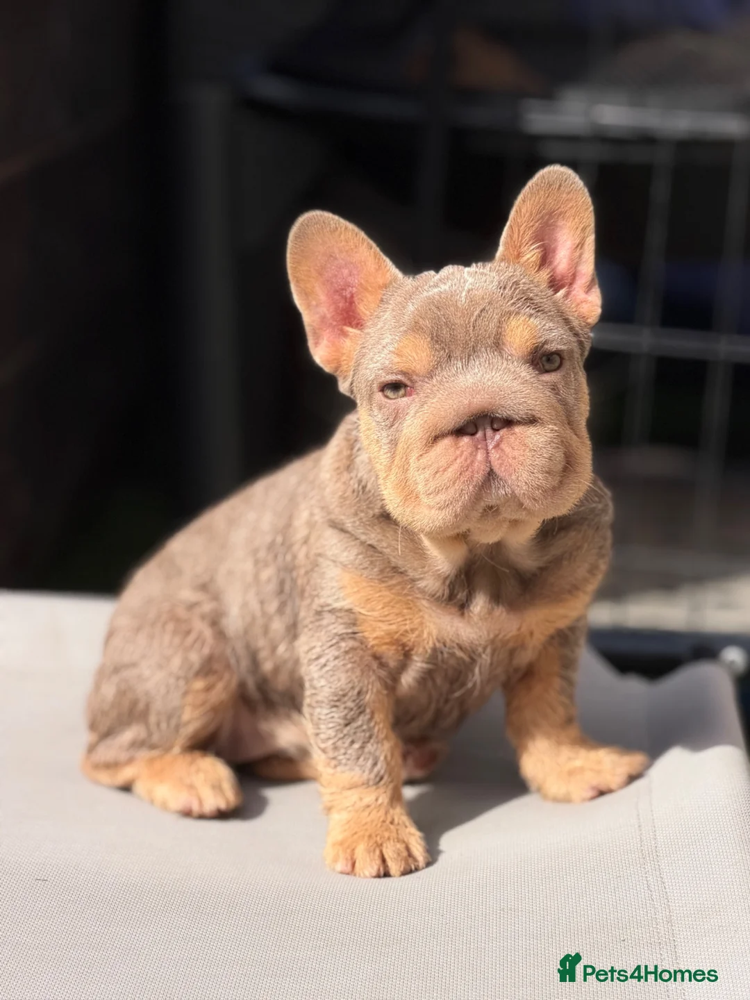 French Bulldog dogs for sale: KC reg Isabella & Tan female French Bulldog  - Advert 1