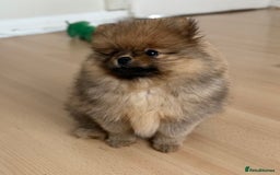 Pomeranian dogs for sale: Pomeranian Girl . Ready to go new home  - Image 6