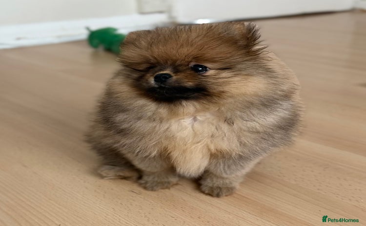 Pomeranian dogs - Advert 2