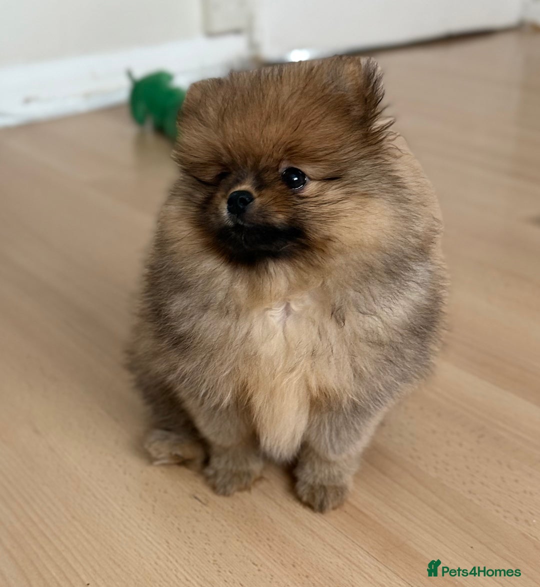 Pomeranian dogs for sale: Pomeranian Girl . Ready to go new home  - Image 6
