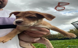 Mixed Breed dogs for sale: Staffy x Australian Kelpie  - Image 9