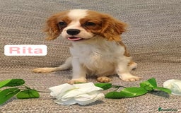 Cavalier King Charles Spaniel dogs for sale: Beautiful quality kc registered cavalier puppies  - Image 37