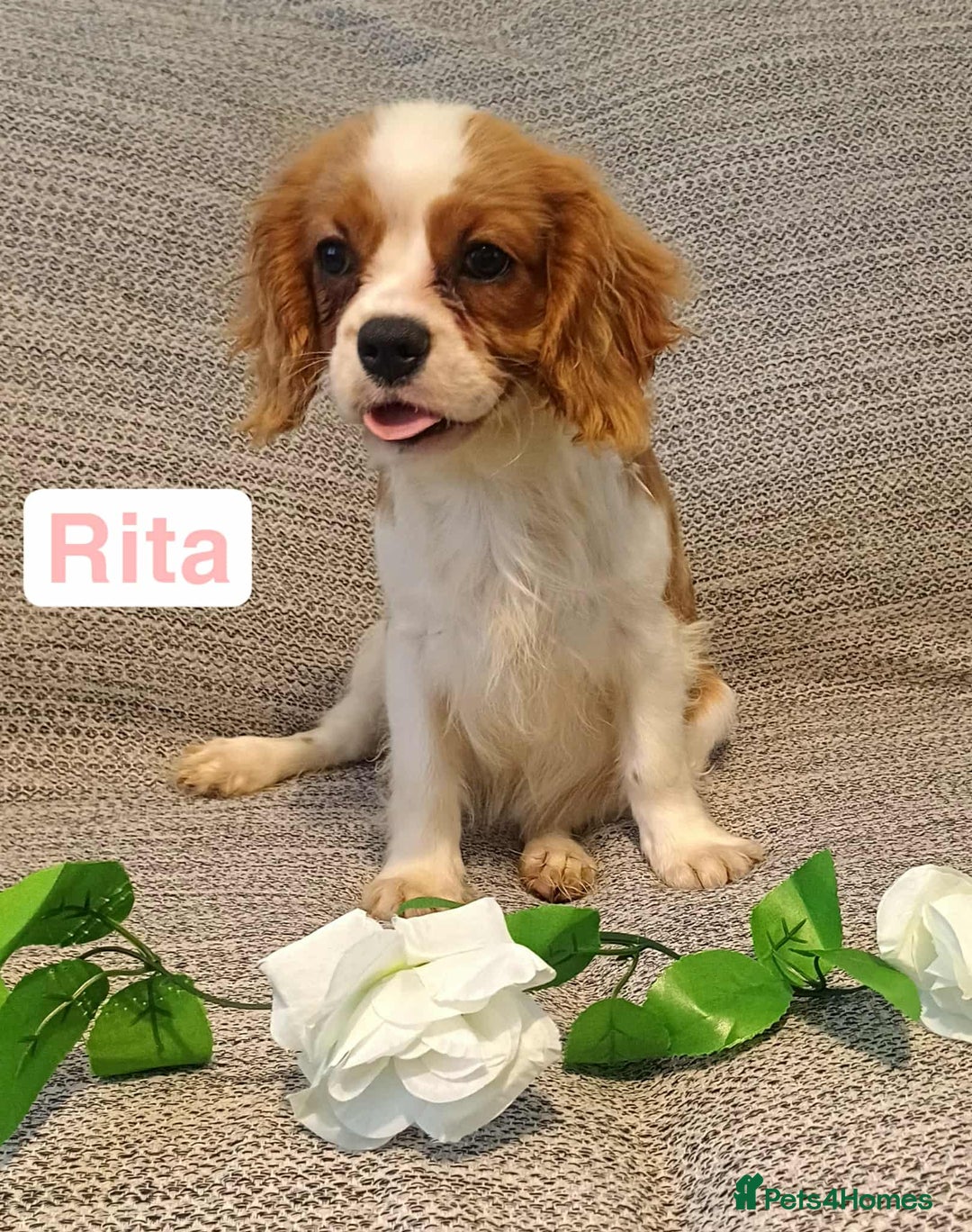 Cavalier King Charles Spaniel dogs for sale: Beautiful quality kc registered cavalier puppies  - Image 37