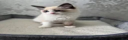 Ragdoll cats for sale: Beautiful Ragdoll Kittens - Advert 16