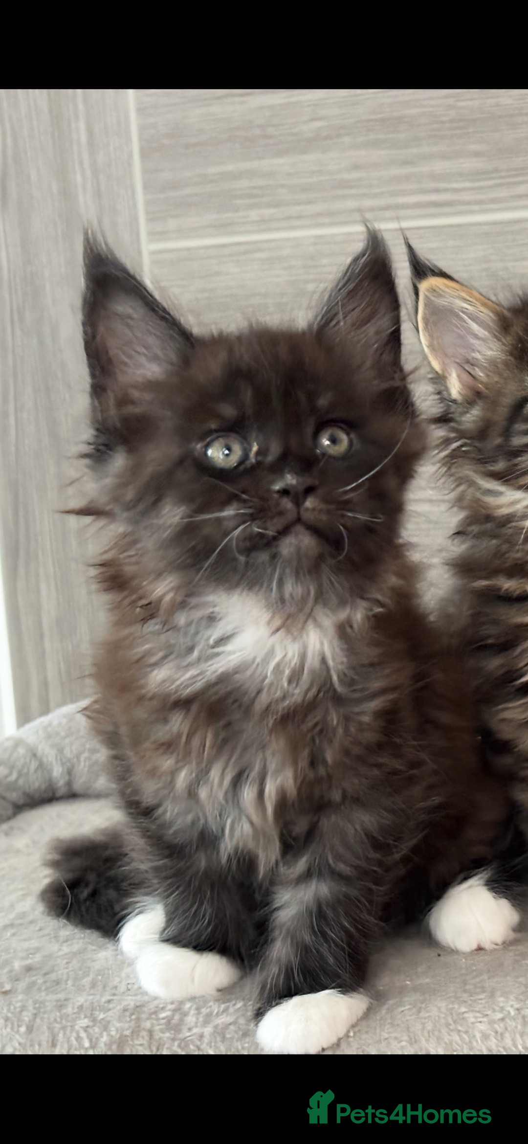 Maine Coon cats for sale: TICA DNA tested 5 Gen Pedigree  - Image 12