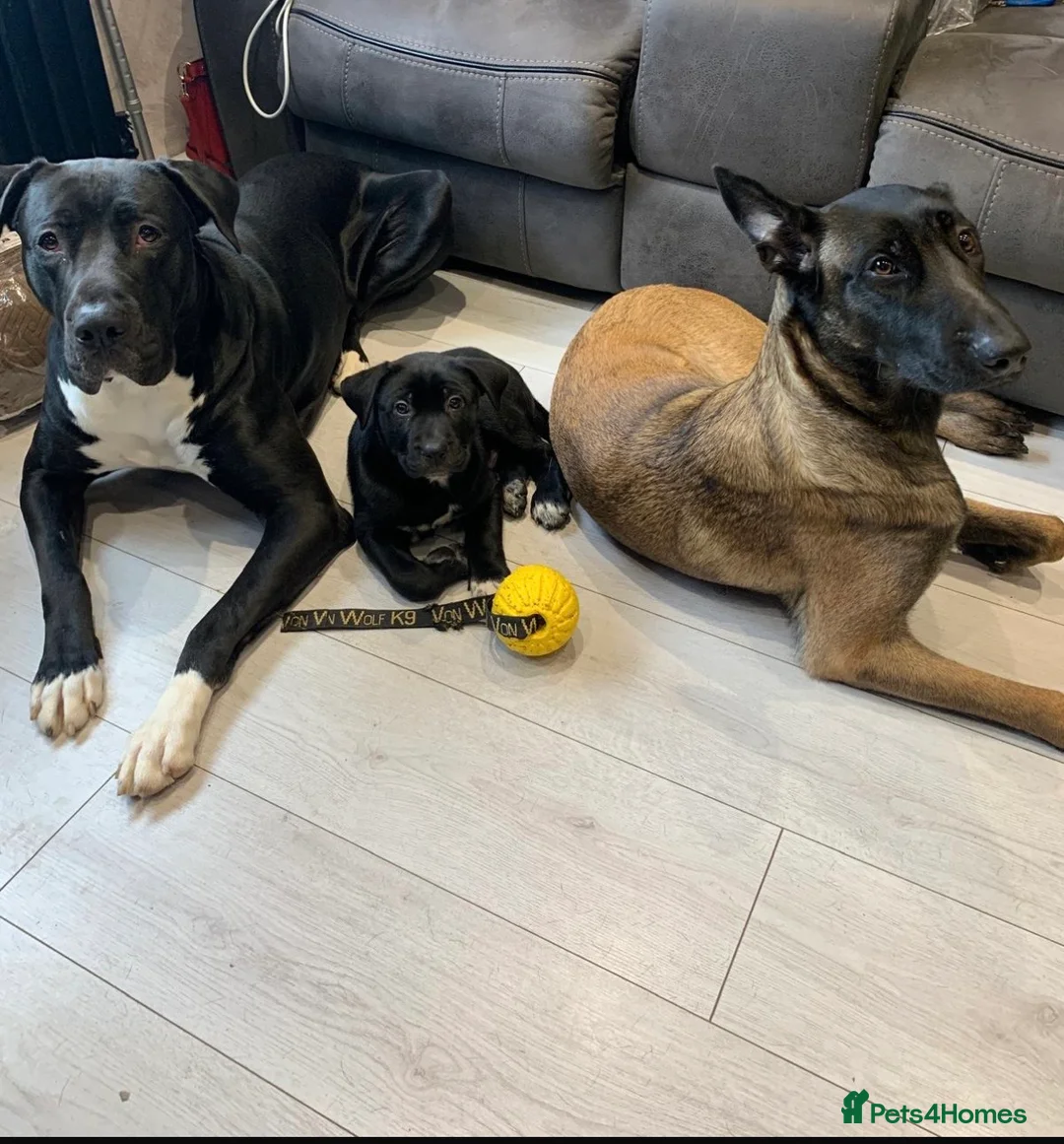 Mixed Breed dogs for sale: Adorable Belgian Mali x Cane Corso boy in Stanmore - Advert 1