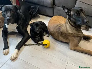 Mixed Breed dogs Adorable Belgian Mali x Cane Corso boy in Stanmore - Advert 1