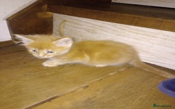 Maine Coon cats for sale: I have Beautiful healthy maicoon XL  - Image 15