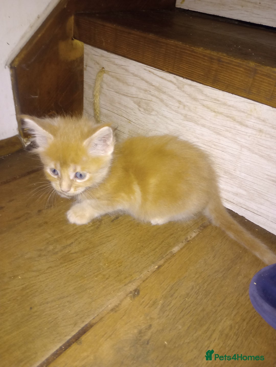 Maine Coon cats for sale: I have Beautiful healthy maicoon XL  - Image 15