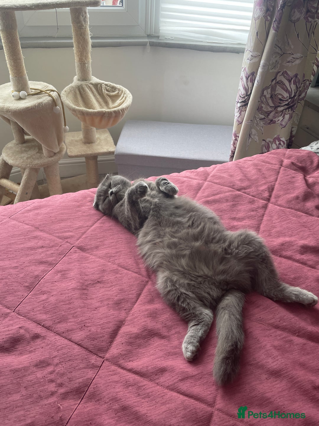 Scottish Fold cats for sale: Lovely Scottish fold kittens  - Advert 3