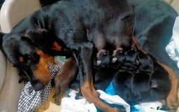 Dobermann dogs for sale: Dobermann puppies - Image 34