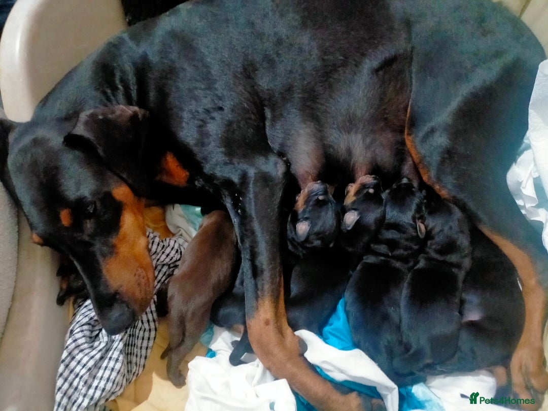 Dobermann dogs for sale: Dobermann puppies - Image 34