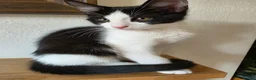Mixed Breed cats for sale: Mixed ragdoll  - Advert 2