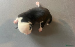 Mixed Breed dogs for sale: StaffyXAmerican bulldog puppies  - Image 25