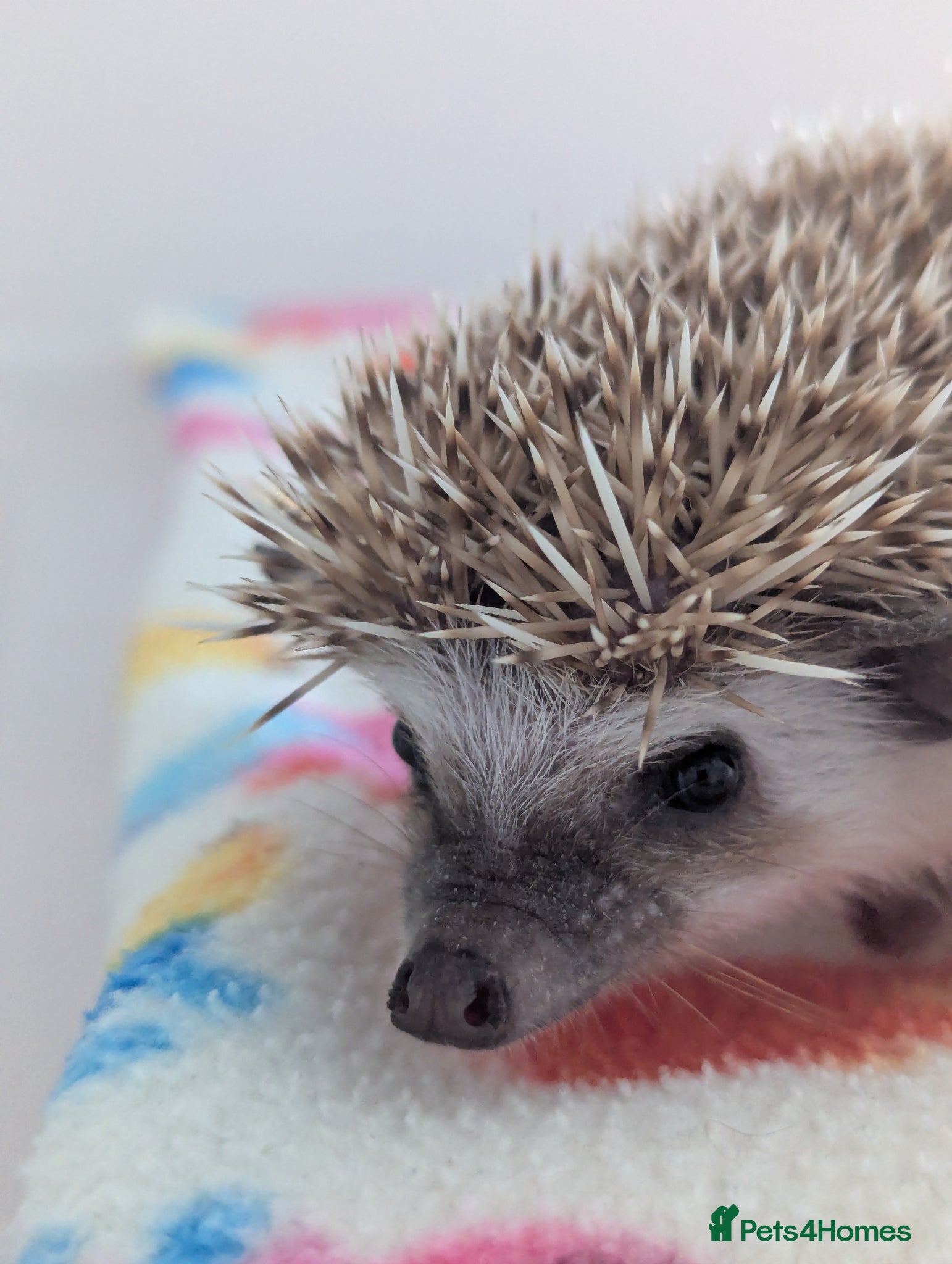 Pygmy Hedgehog rodents Only 1 Beautiful Male Ready Now £250 - Advert 1