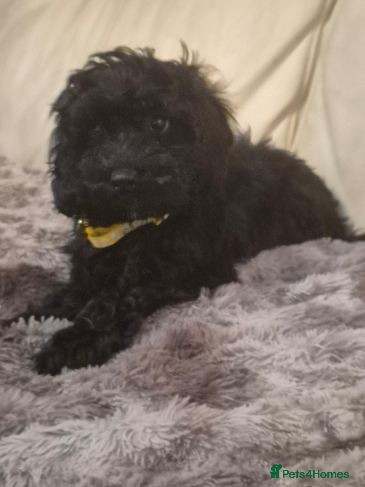Cockapoo dogs for sale: F1 Cockapoo girls - Advert 2