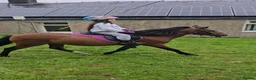 Welsh Section A horses for sale: Unregistered welsh a ponies  in Cumnock - Advert 8
